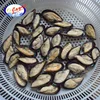Hot selling half shell mussel detail with 1Kg/Box packaging