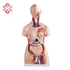 XC-204 Xincheng Scientific Industries Medical Anatomical Model