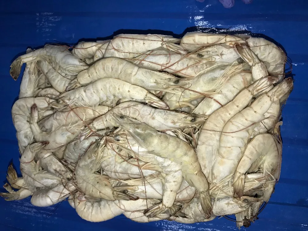 Frozen Iqf Bqf Prawn White Penaeus Vannamei Shrimp Farming Price Hlso