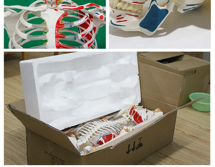 14 Life size skeleton.jpg