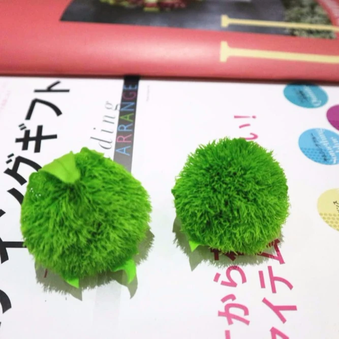 
Chinese supplier Wholesale preserved green trick Dianthus for flower wall backdrop 