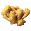 250g Super Plus Fresh Chinese Ginger Price