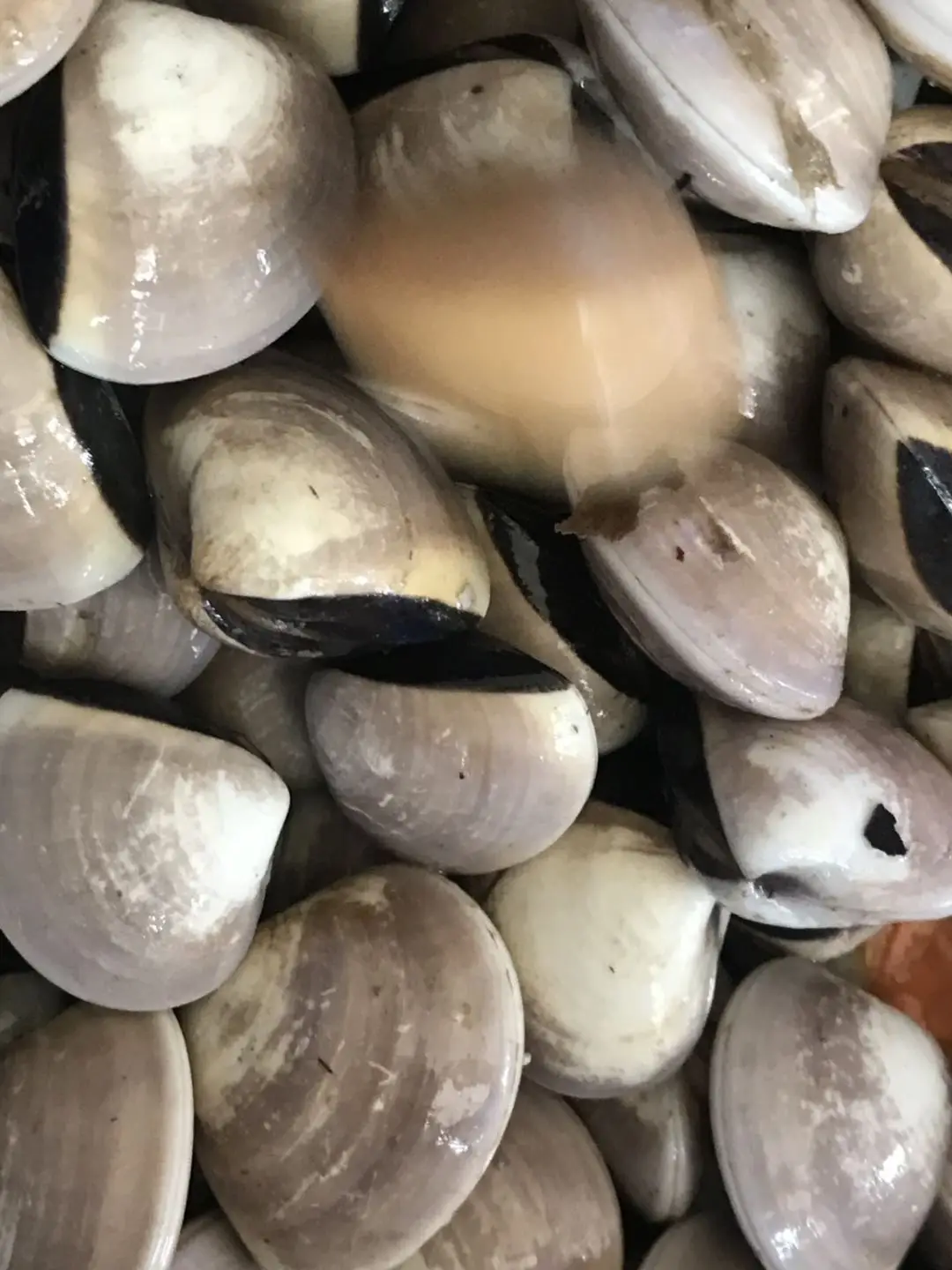 white clam 3