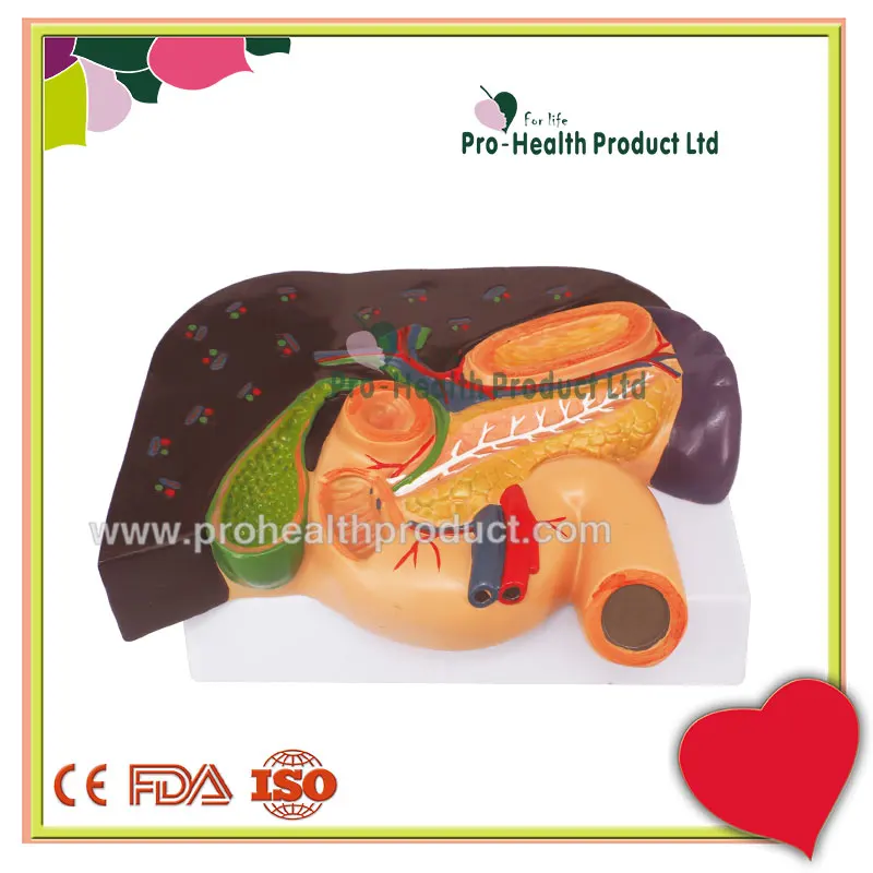 胆囊胰腺十二指肠模型肝| Alibaba.com