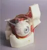 HUMAN EYE BONY ORBIT