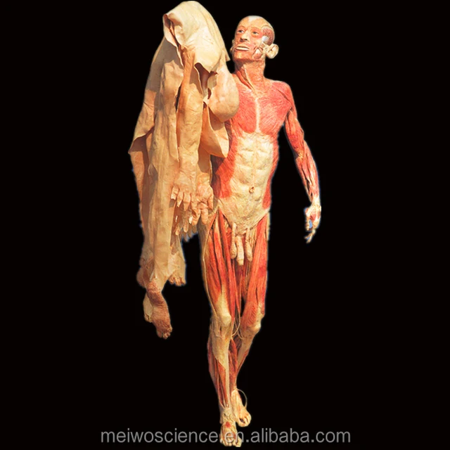 leadership human bodies exhibit