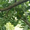 High quality tree seeds of macadimia nut for planting