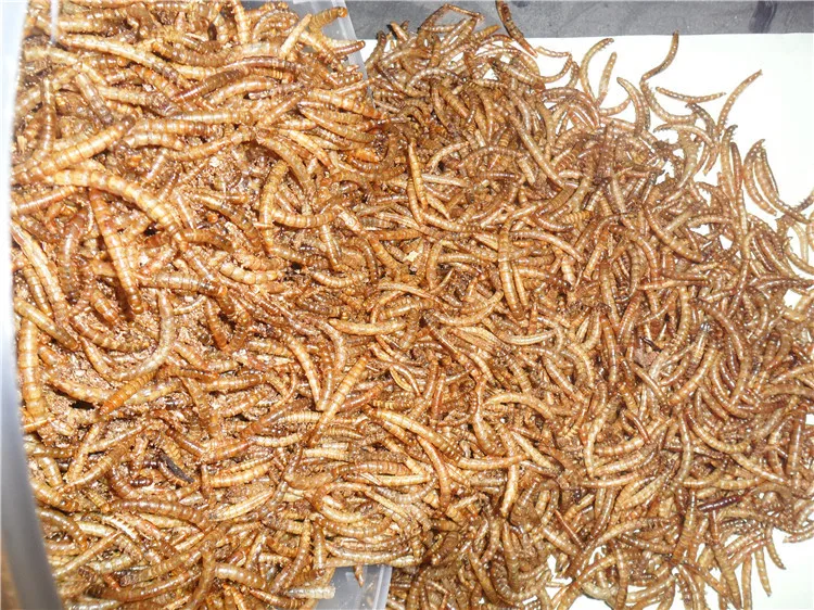 High Protein (53) Dried Mealworm For Wild Tortoise Treat Buy