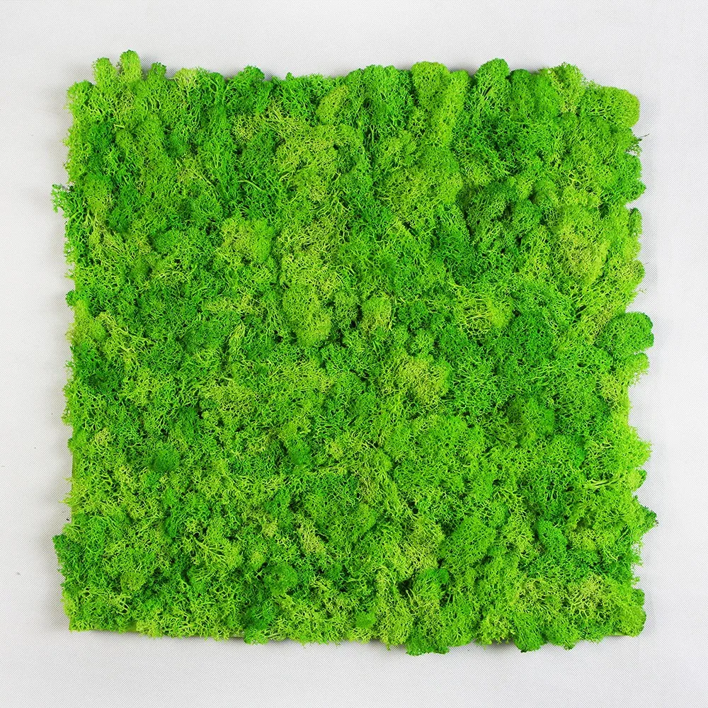 Factory Prices Ecofriendly Dried Natural Artificial Moss Grass Wall
