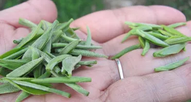 Spring New Green Tea Xinyang maojian Chinese Green Tea - 4uTea | 4uTea.com
