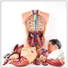 Man's human torso with viscera model medical teaching aids children learning aids