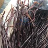Dried seasoned squid tentacles cheap price