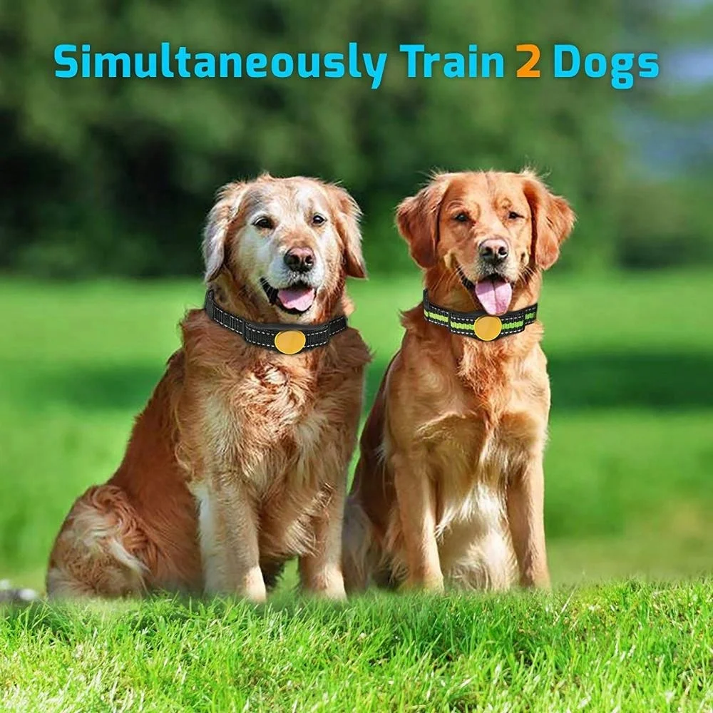 320 2 dogS.jpg