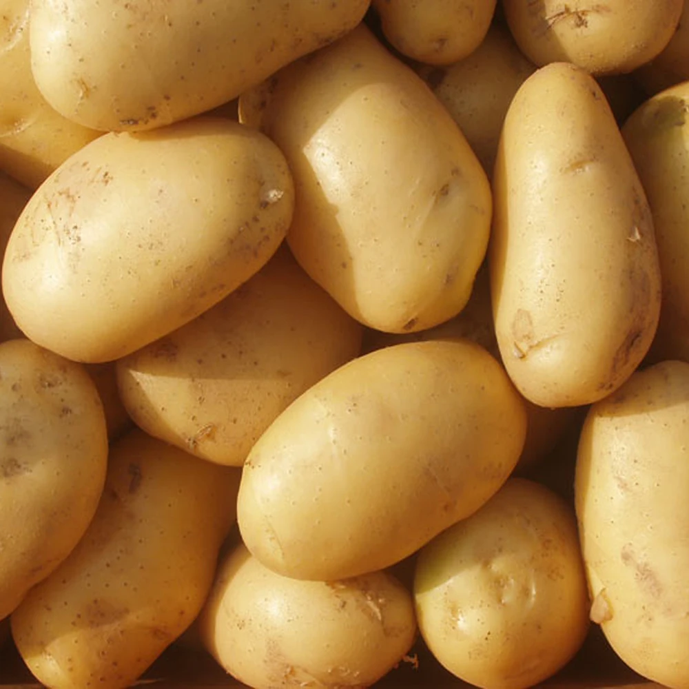 BPotatoes