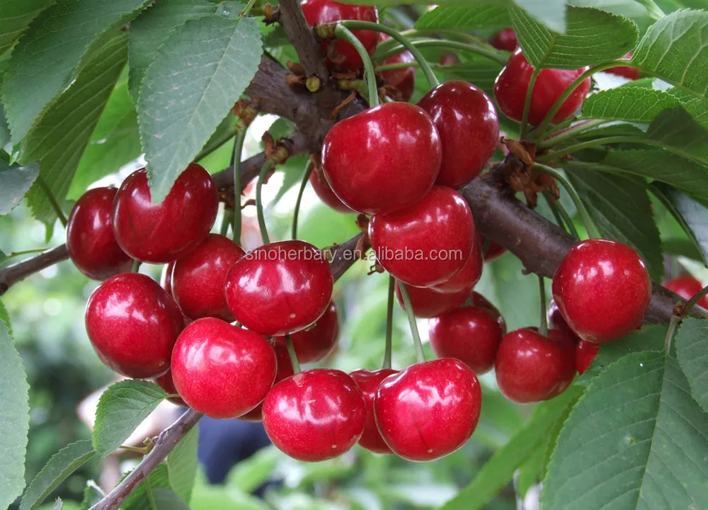 Supply Cherry Fruit Tree Seeds With Big Red Sweet Fruit Buy Cherry