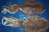 FROZEN CUTTLE FISH WHOLE ARABIAN SEA