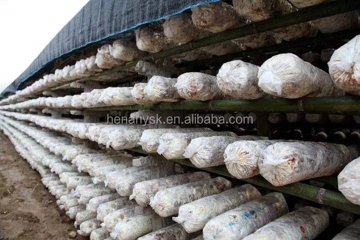 IS-CX-5 Hot Sale Semi Automatic Manual Oyster Compost Mushroom Bagging Filling Machinery  Price For Sale
