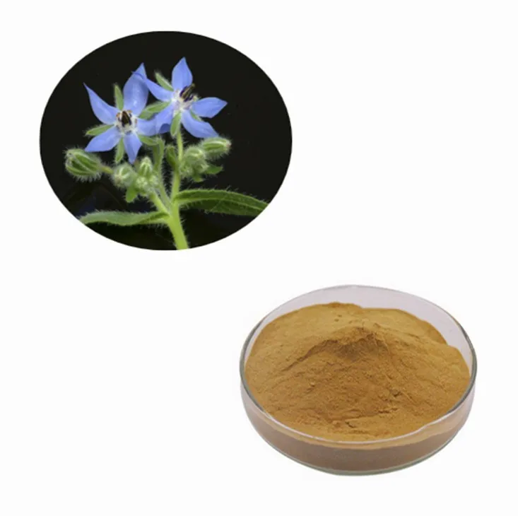 hot sales borage oil extract powder for health care