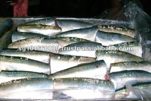 Sardinella Aurita HGT. Emplatado MR.JPG