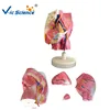 Hunam Hip Muscle Anatomical Model for Medical Teaching
