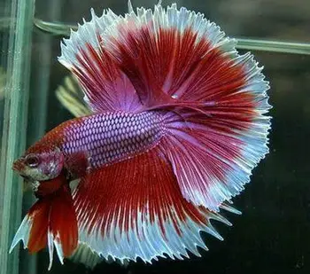 Exotic Tropical Fighter Fish - Buy Beta Fish Product on ...