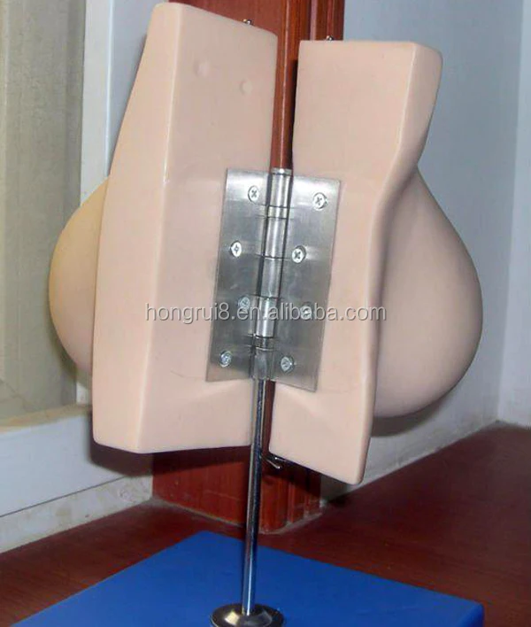 A15111 breast model.jpg