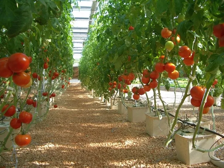 Skyplant Factory Dutch Bato For Growing Tomatoes Hydroponic System