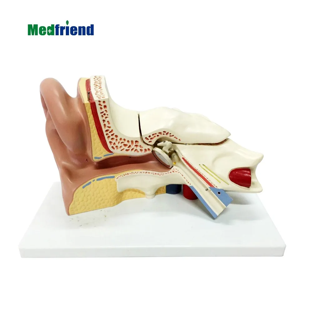 工厂价格高级解剖耳朵模型