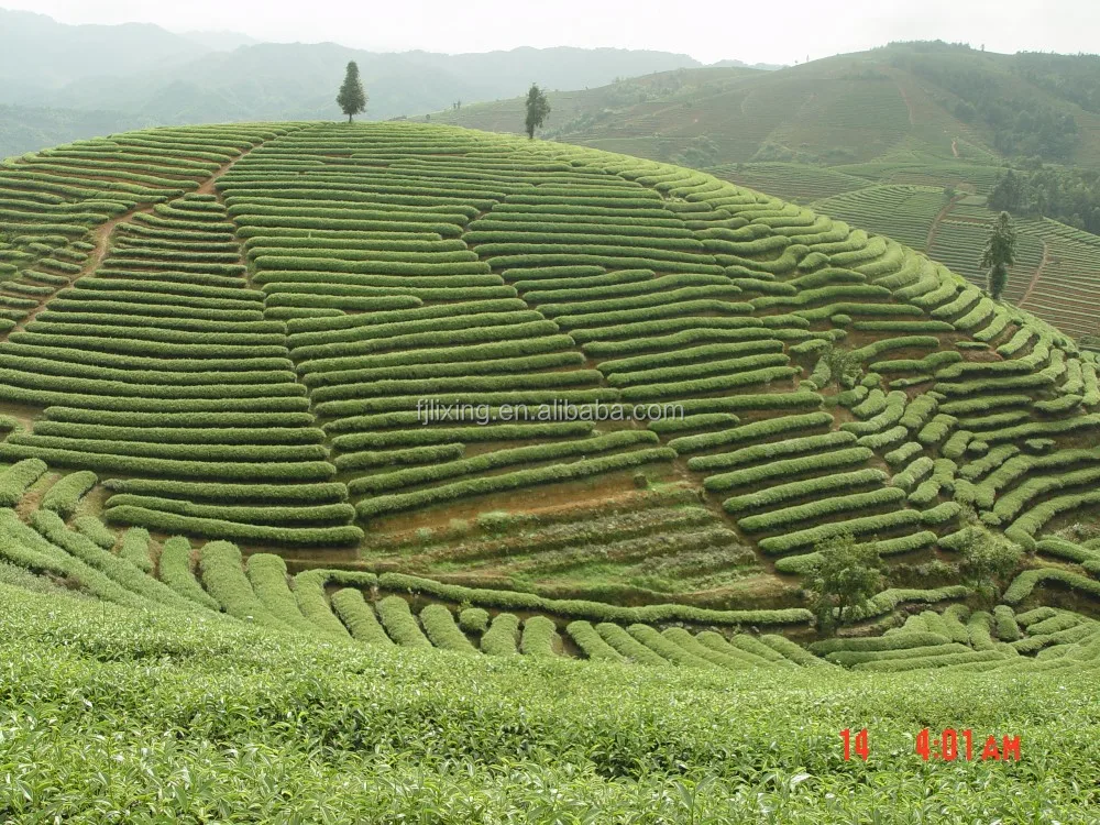 Modern stylish Spray dried oolong tea powder - 4uTea | 4uTea.com