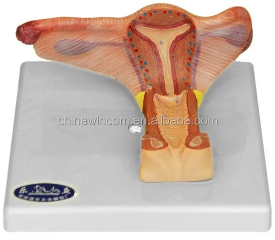female genital organ,genital organ,human genital organ