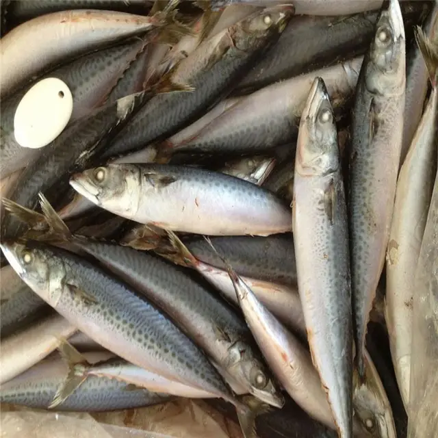 contact us well-received longline fishing frozen pacific