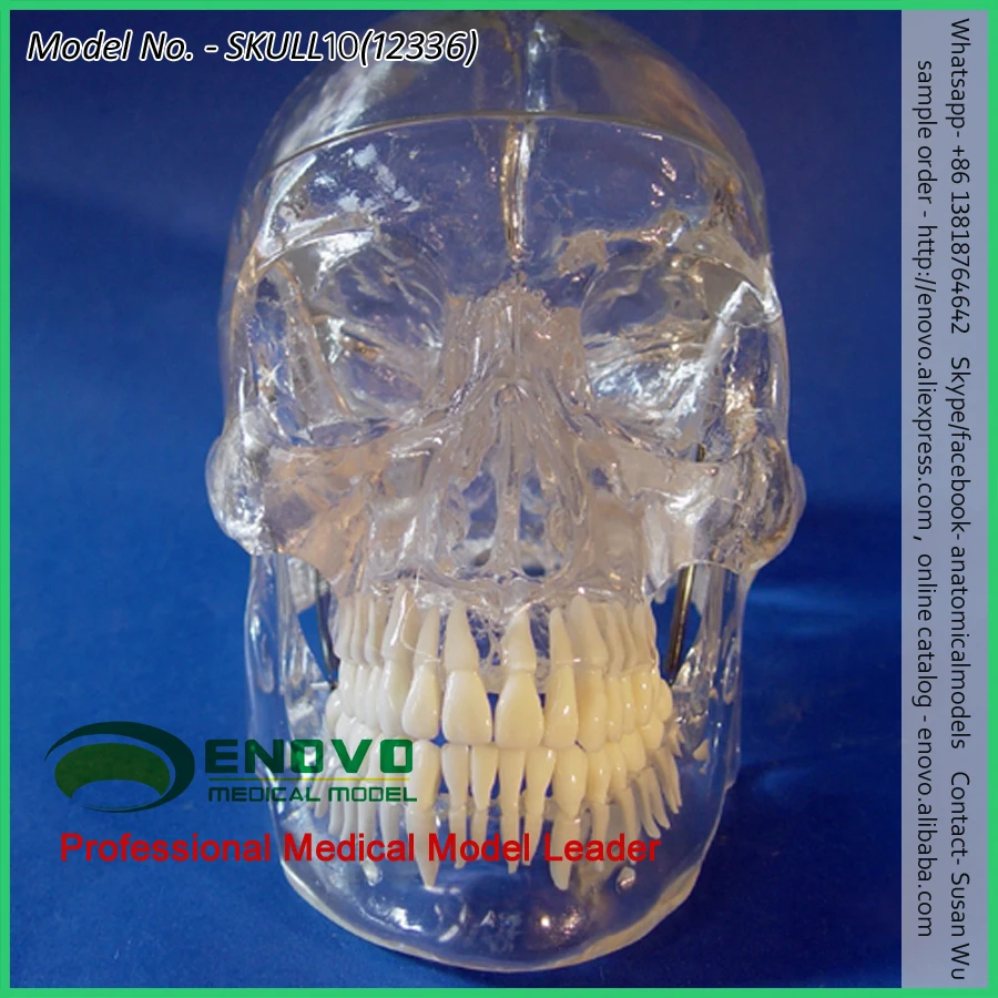 Wholesale Skull Anatomy 12331 Life Size Numbered Skull Model,Medical