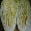 2019 new crop vegetable fresh cabbage