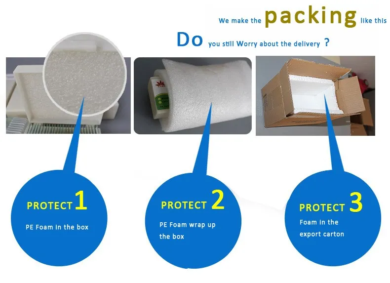 Individual Spirogyra W.M.(vegatative mass) Teaching Algae biology microscope slide