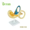 Medical Science Display human structure inner ear model anatomical
