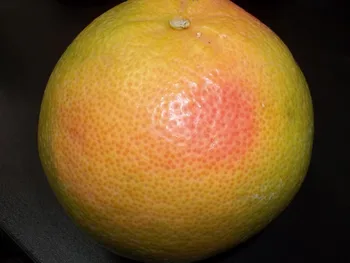 white grapefruit image