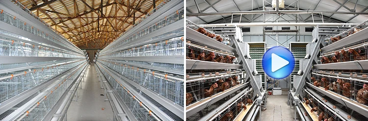 egg or chicken run.jpg