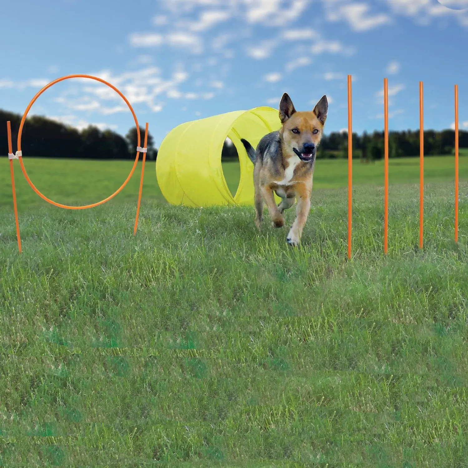Cheap Small Dog Agility Equipment, find Small Dog Agility Equipment