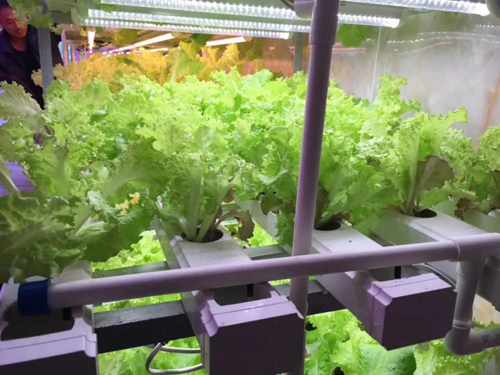 High Quality Type Hydroponic System For Sale (not Including The