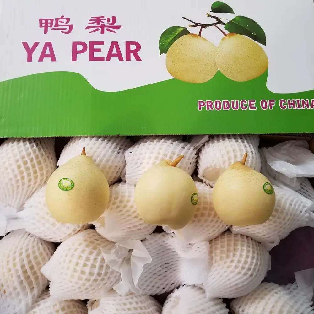 Ya pear (14)