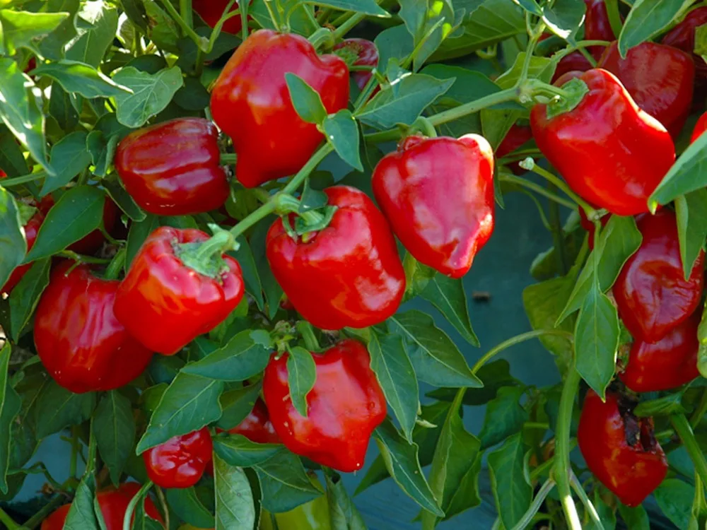 Dutch Bucket System For Growing Bell Peppers Buy Dutch