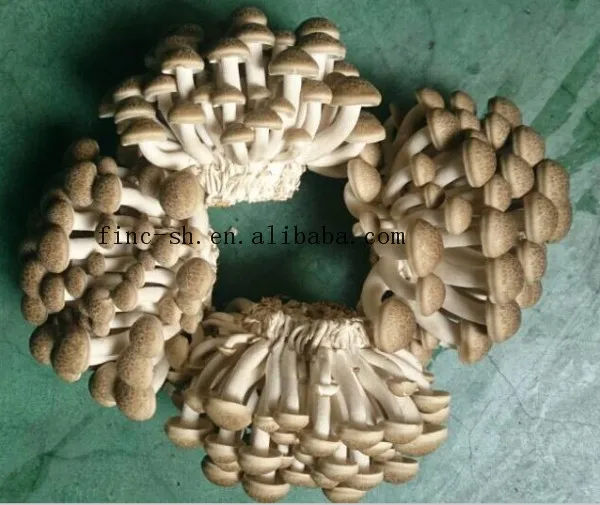 
Finc fresh Soilless Culture portobello mushroom 