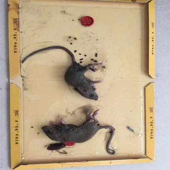 glue traps