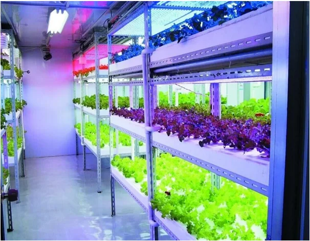 Those Leg grow light strip time become Leg grow light strip are