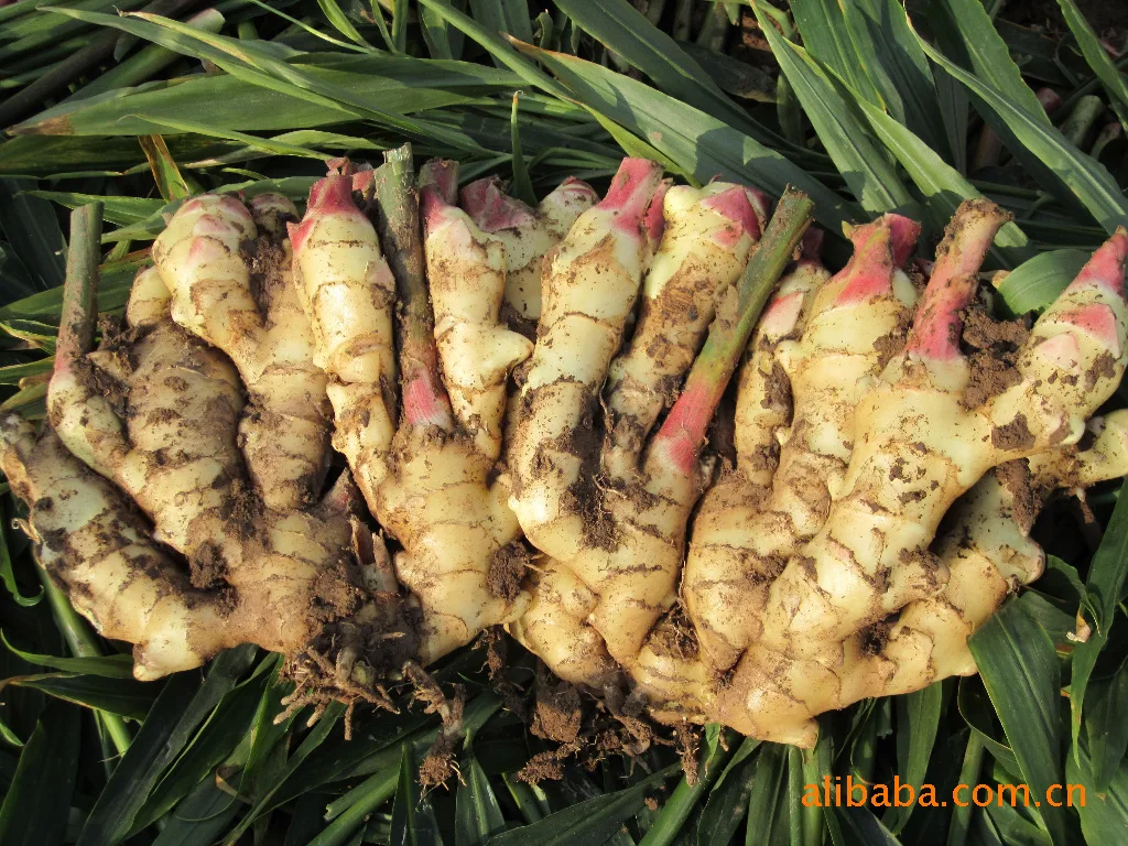 生姜出口1千克鲜姜价格 Buy 1千克鲜姜价格 生姜 生姜出口product On Alibaba Com