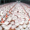Interactive terminal chicken sheds qingdao prefabricated light steel building steel sheds