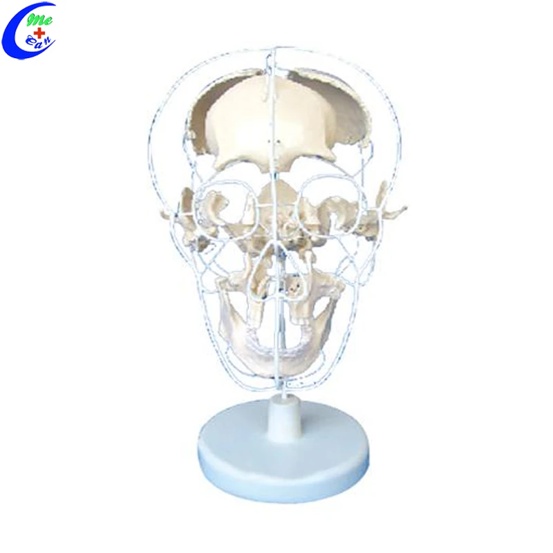human anatomical model.jpg