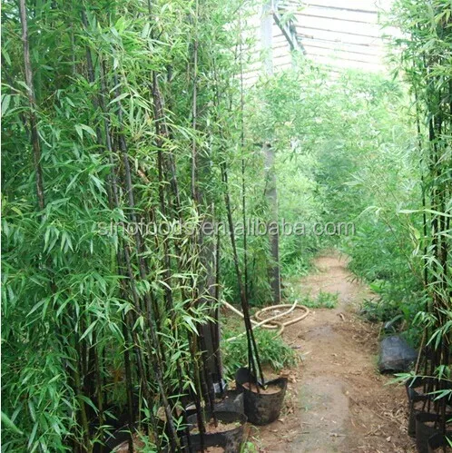 black bamboo~ _.jpg
