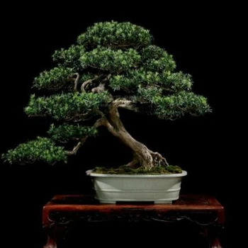 Landscaping Podocarpus Bonsai Tree Buy Mini Indoor Bonsai Tree Green Foliage Subtropic Tropic Tree Product On Alibaba Com