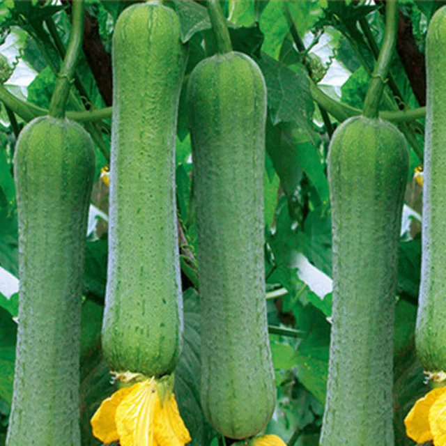 green long hybrid f1 luffa sponge gourd seeds 10g/bag